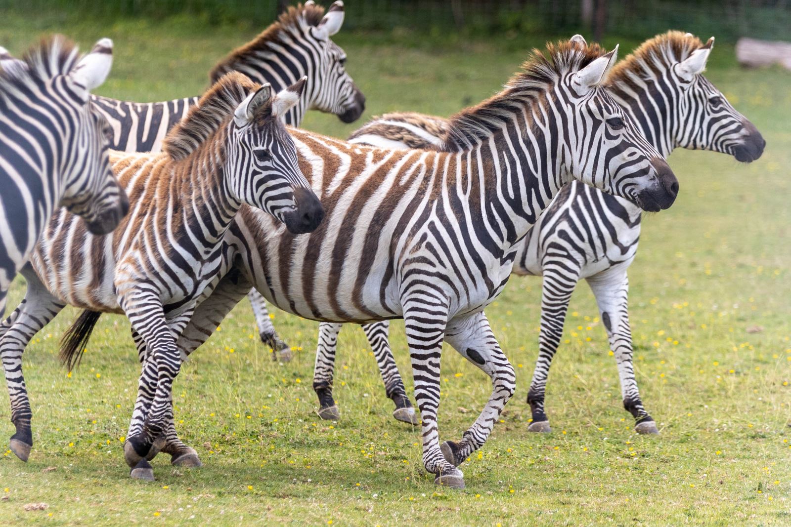 A herd of zebras in a green field at Noah's Ark Zoo Farm near Weston-super-Mare