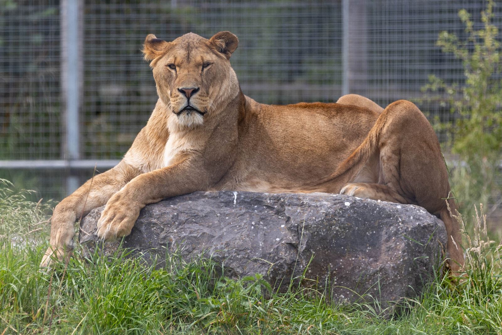 A lion sitting on a rock at Noah's Ark Zoo Farm looking directly at the camera