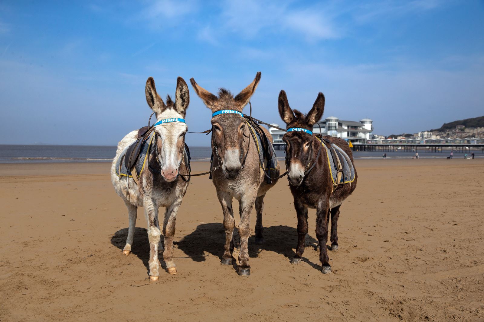 Three donkeys on a sandy beach